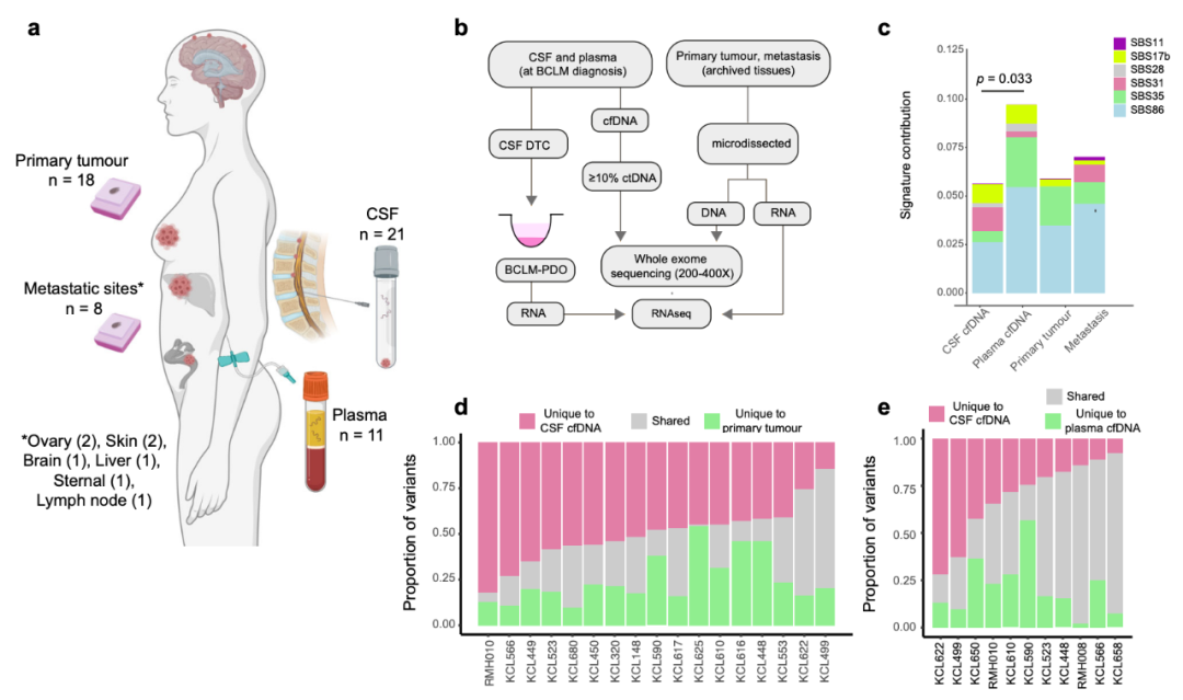 Nature子刊：患者來源的類器官，為乳腺癌腦轉移帶來新見解