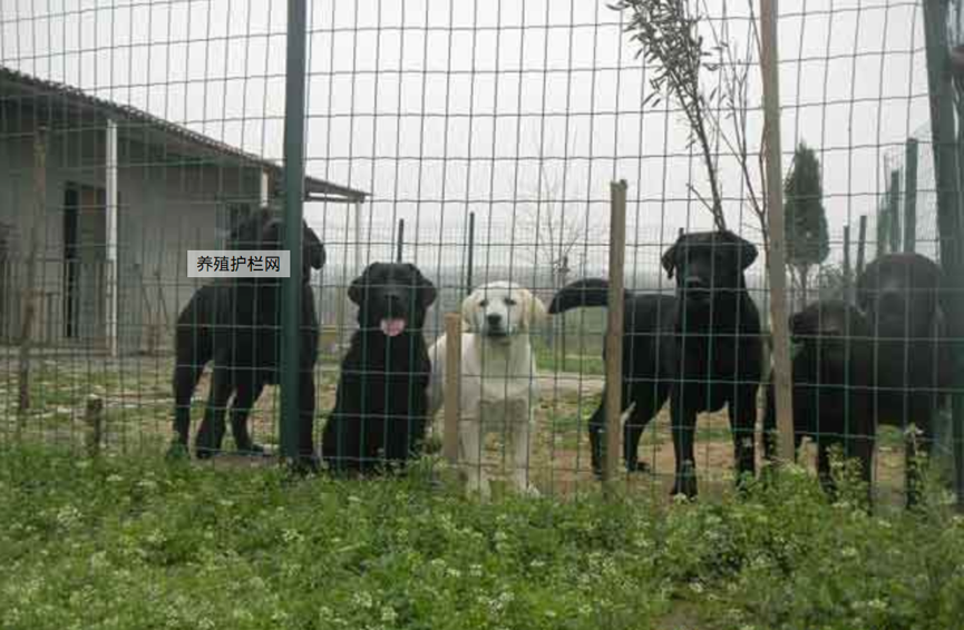 護欄網,市政護欄網,欄網廠家