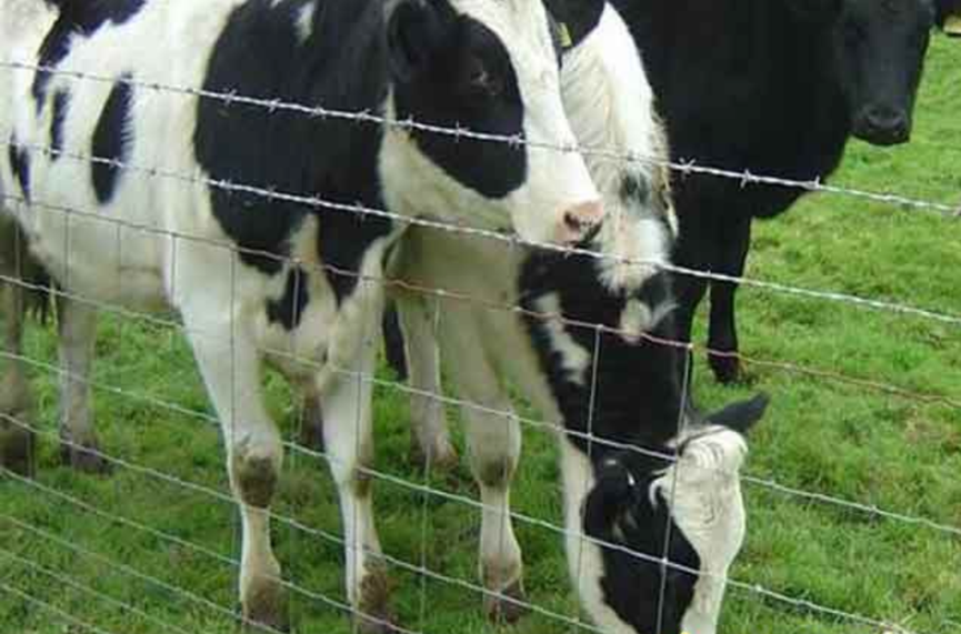 護欄網,市政護欄網,欄網廠家